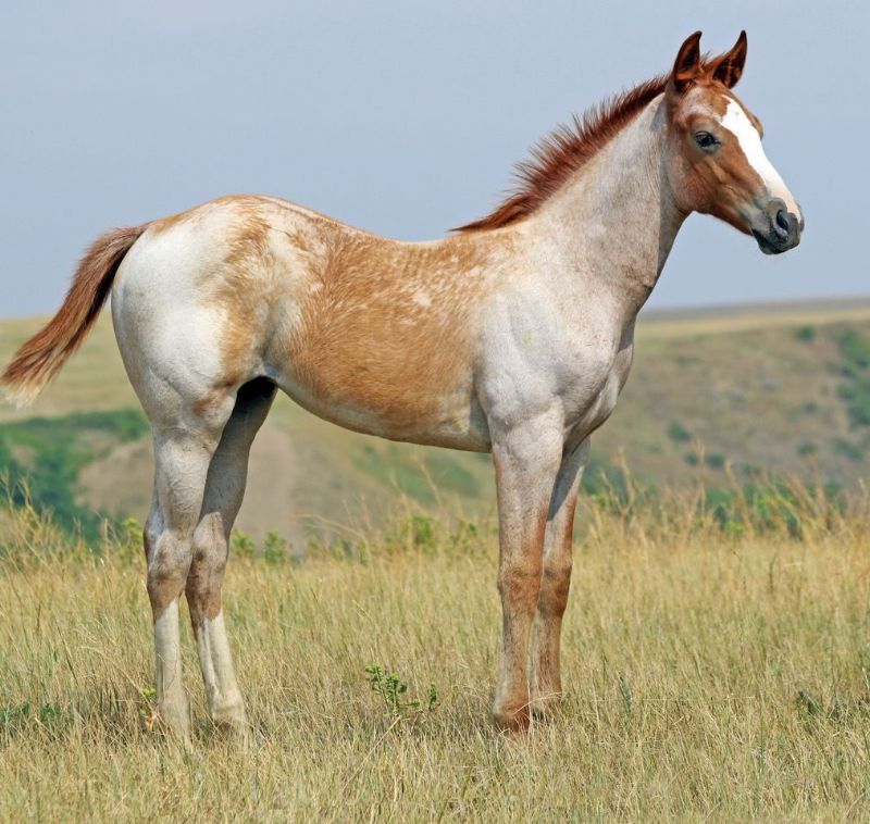 041 - U Bet Im Fancy filly